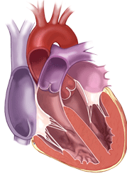 Your Heart Valves | Cardiac Health