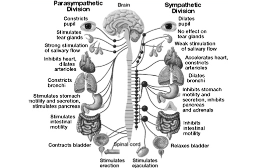 Postural Orthostatic Tachycardia Syndrome: What is it and how can exercise  help? - PXP - PERFORMANCE X PHYSIOLOGY