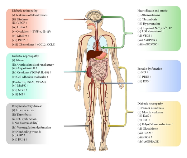 Diabetes | Cardiac Health