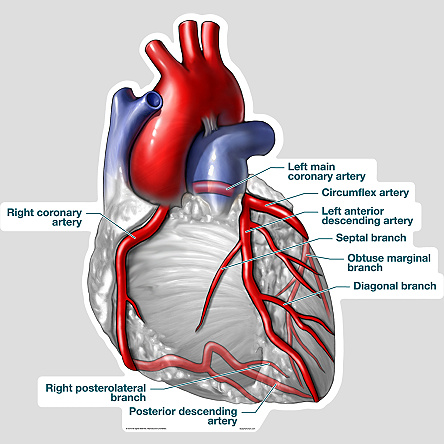 Your Coronary Arteries | Cardiac Health
