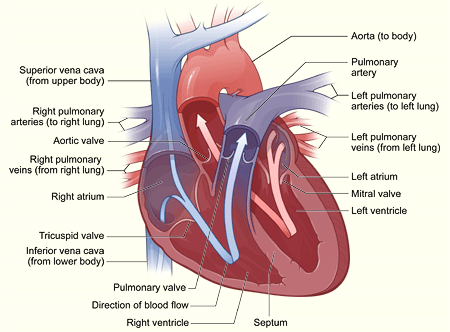 Direction of heart blood flow