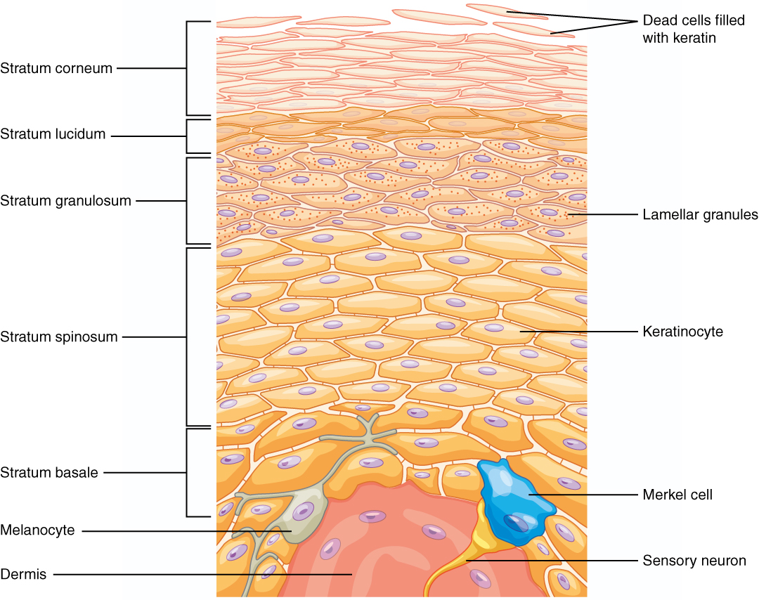 Layers_of_epidermis