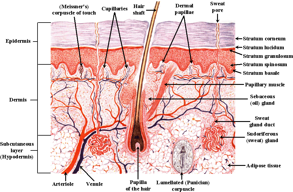 Skinlayers