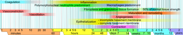 Wound_healing_phases